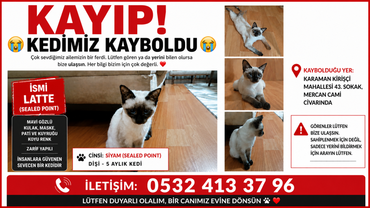 Karaman'da 5 Aylık Siyam Kedisi Latte Kayıp: Görenlerin Haber Vermesi Rica Ediliyor