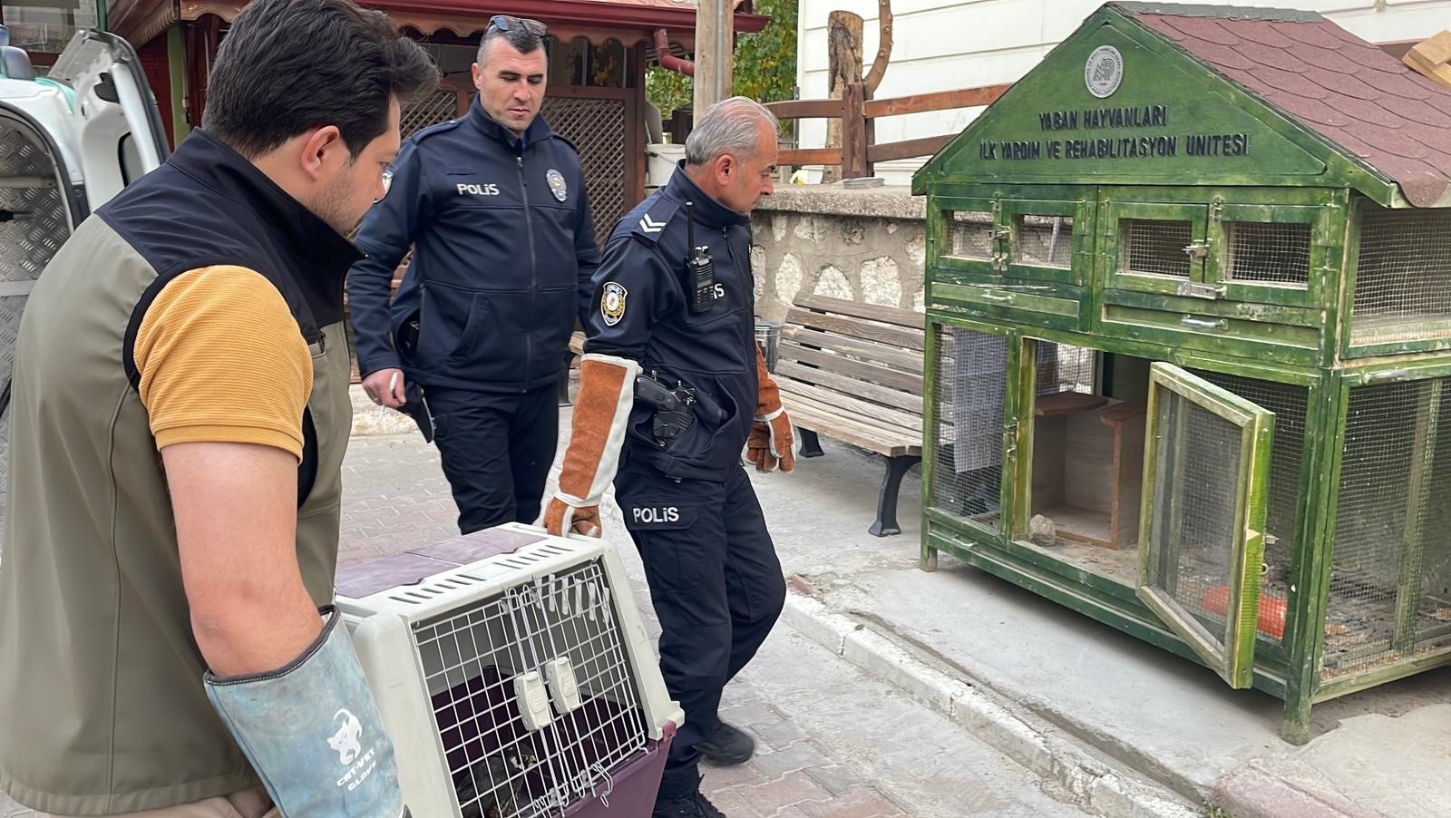 Karaman'da yaralı doğan koruma altına alındı
